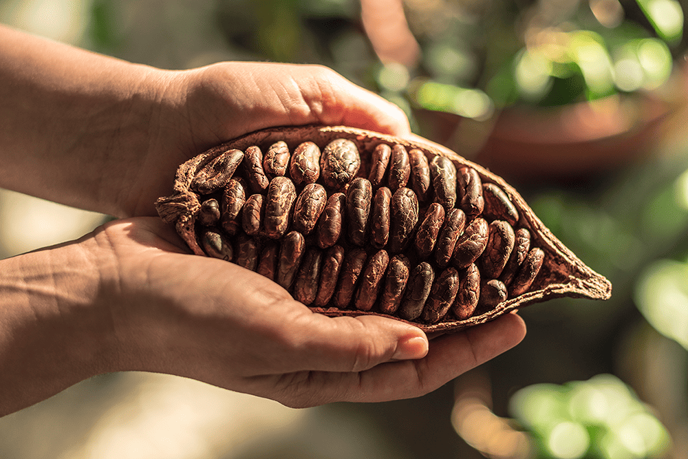 Rainforest Alliance-certifierad för kakao
