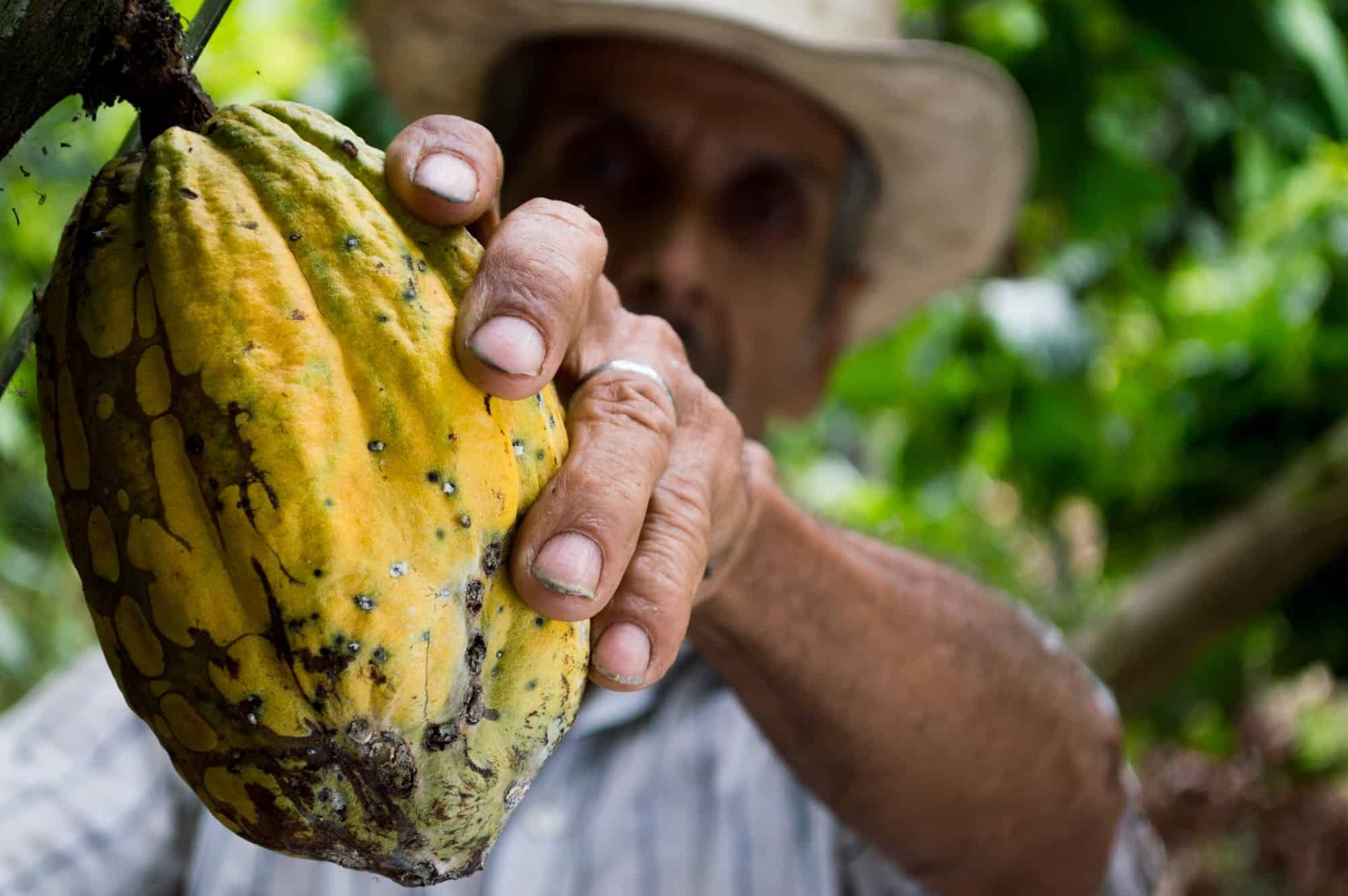 Rainforest Alliance Certified farmer of cocoa